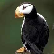 Horned Puffin